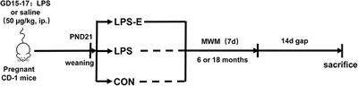 A Long-Term Enriched Environment Ameliorates the Accelerated Age-Related Memory Impairment Induced by Gestational Administration of Lipopolysaccharide: Role of Plastic Mitochondrial Quality Control